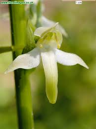 Attēlu rezultāti vaicājumam “Platanthera chlorantha”