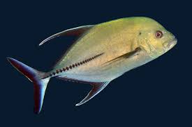 Image result for Caranx lugubris