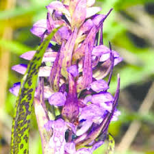 Attēlu rezultāti vaicājumam “Dactylorhiza cruenta”