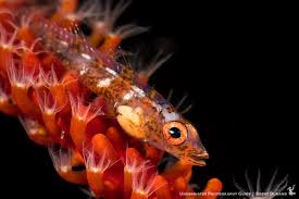 Attēlu rezultāti vaicājumam “Dianema nivale macro”