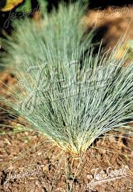 Attēlu rezultāti vaicājumam “Corynephorus canescens fruit”