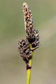 Attēlu rezultāti vaicājumam “Carex ericetorum”