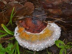 Attēlu rezultāti vaicājumam “Junghuhnia pseudozilingiana”