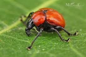 Attēlu rezultāti vaicājumam “Attelabus nitens”