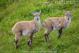 Attēlu rezultāti vaicājumam “Capra juvenile”