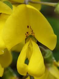 Attēlu rezultāti vaicājumam “Laburnum anagyroides flower”