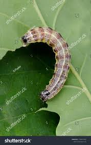 Attēlu rezultāti vaicājumam “Orthosia sp. larva”