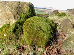 Attēlu rezultāti vaicājumam “Sciuro-hypnum curtum sporophyte”