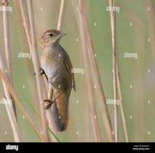 Image result for Locustella luscinioides