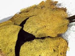 Attēlu rezultāti vaicājumam “Fuligo luteonitens”