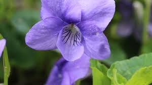 Image result for violet