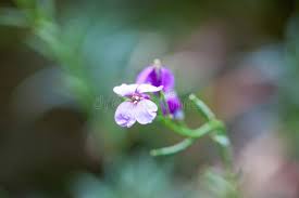 Attēlu rezultāti vaicājumam “Physarum virescens young”