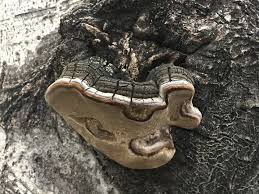 Attēlu rezultāti vaicājumam “Phellinus populicola”