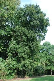 Attēlu rezultāti vaicājumam “Carya”