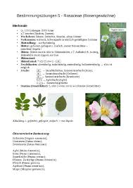 Image result for Rosengewächse