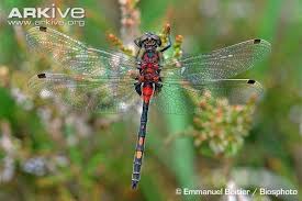 Attēlu rezultāti vaicājumam “Leucorrhinia caudalis male”