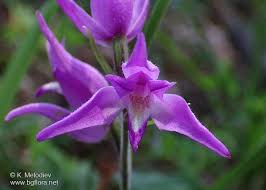 Attēlu rezultāti vaicājumam “Cephalanthera rubra flower”