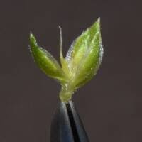 Attēlu rezultāti vaicājumam “Corispermum hyssopifolium fruit”