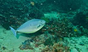 Image result for Naso hexacanthus