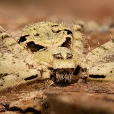 Attēlu rezultāti vaicājumam “Philodromus margaritatus”