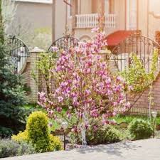 Attēlu rezultāti vaicājumam “Magnolia x loebneri”