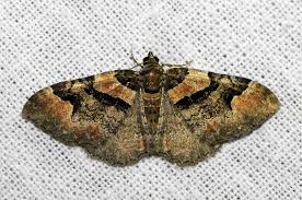 Attēlu rezultāti vaicājumam “Catarhoe rubidata”