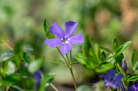 Attēlu rezultāti vaicājumam “Vinca minor flower”