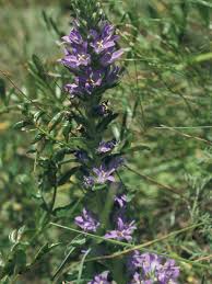 Image result for Campanula spicata