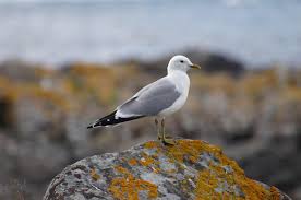 Attēlu rezultāti vaicājumam “Larus canus”