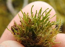 Attēlu rezultāti vaicājumam “Myurella julacea”