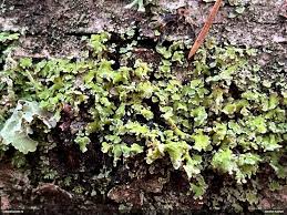 Attēlu rezultāti vaicājumam “Fuligo licentii”