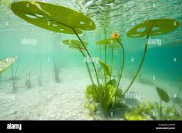 Attēlu rezultāti vaicājumam “Nuphar lutea”