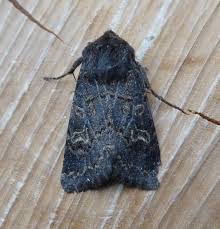 Attēlu rezultāti vaicājumam “Tholera cespitis”