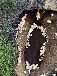 Attēlu rezultāti vaicājumam “Phleogena faginea stalked”