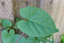 Attēlu rezultāti vaicājumam “Calystegia inflata leaf”