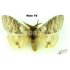 Attēlu rezultāti vaicājumam “Eriogaster lanestris”