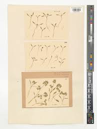 Attēlu rezultāti vaicājumam “Selinum carvifolia fruit”