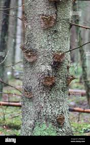 Attēlu rezultāti vaicājumam “Phellinus chrysoloma”