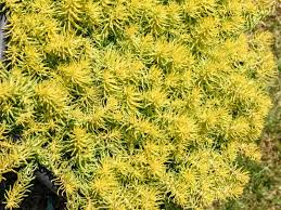 Attēlu rezultāti vaicājumam “Sedum rupestre leaf”