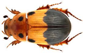 Attēlu rezultāti vaicājumam “Aphodius sp.”