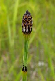 Attēlu rezultāti vaicājumam “Equisetum variegatum”