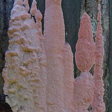 Attēlu rezultāti vaicājumam “Rhodonia placenta”