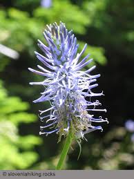 Attēlu rezultāti vaicājumam “Phyteuma spicatum”