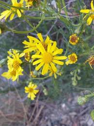 Attēlu rezultāti vaicājumam “Jacobaea vulgaris flower”