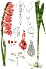 Attēlu rezultāti vaicājumam “Gladiolus imbricatus fruit”