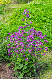 Image result for Lunaria annua