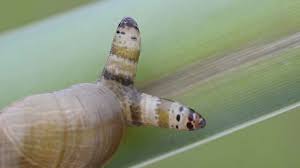 Attēlu rezultāti vaicājumam “Leucochloridium paradoxum”