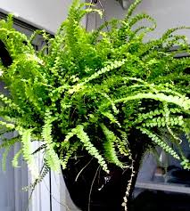 Image result for НЕФРОЛЕПИС (Nephrolepis