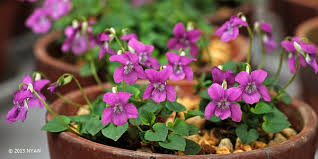 Attēlu rezultāti vaicājumam “Viola rupestris bud”