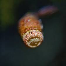 Attēlu rezultāti vaicājumam “Pogonatum dentatum macro”